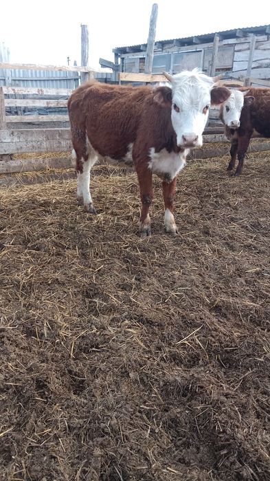 Продам две годовалые тёлочки,