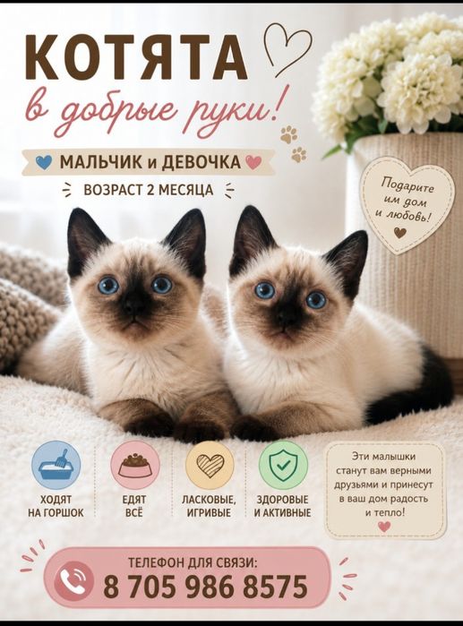 Отдам котят в добрые руки