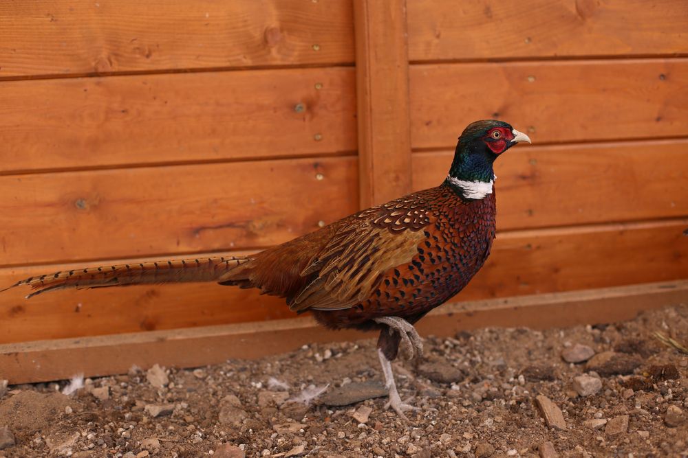 Продам охотничьего фазана