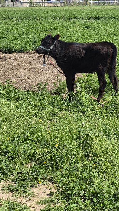 Ұрғашы бұзау сатылады