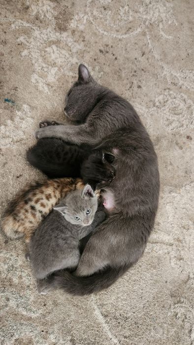 Продаётся котёнок