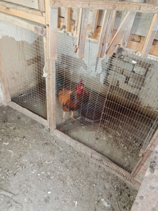 Петух, Әтеш, Қораз