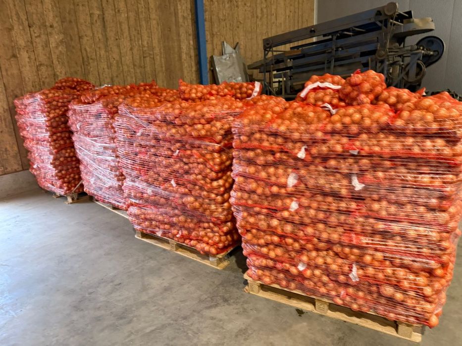 Ceapa nouă 10kg 2025