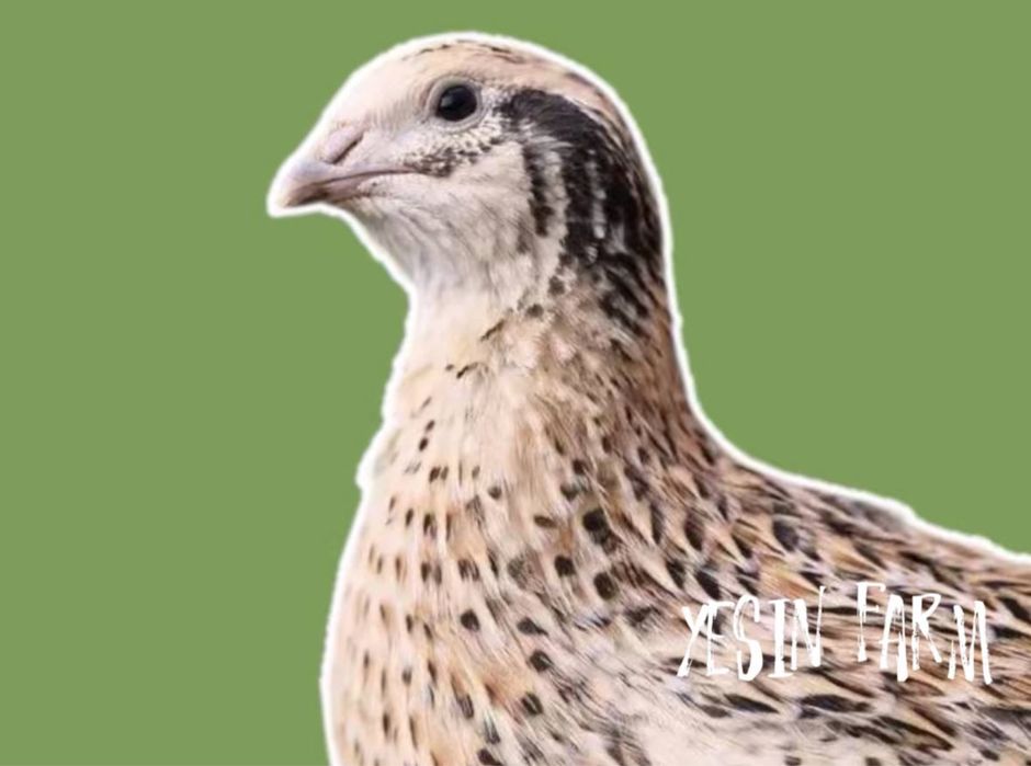 Перепелиные яйца инкубационные порода маньчжур сегодня