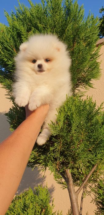 Померан померанче