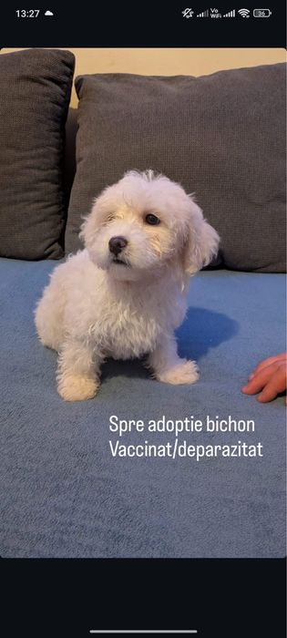 Donez bichon baiat
