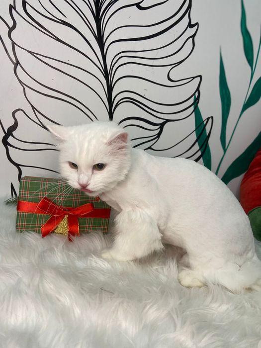 Отдам в хорошие руки