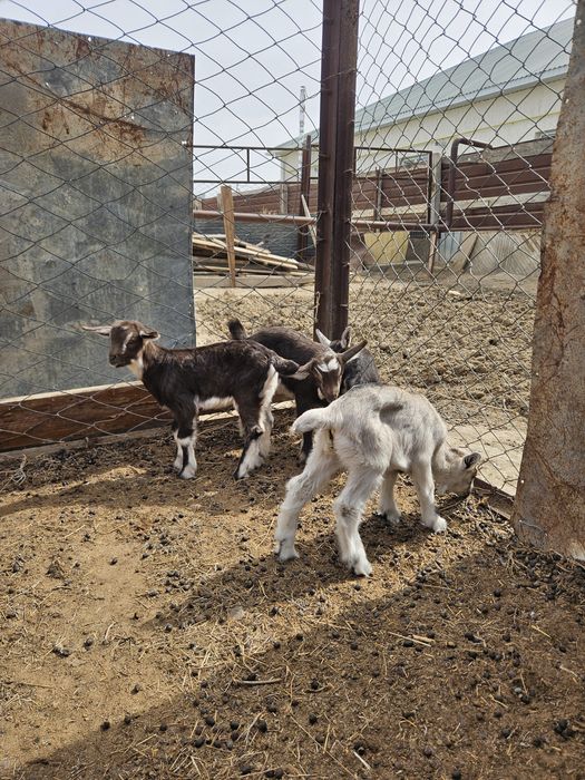 Ешкы лактарымен альпи