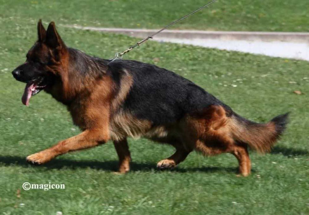 Vând mascul ciobanesc german