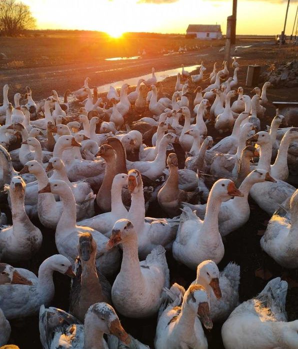 Яйцо инкубационное