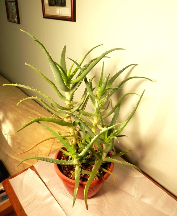 Aloe arborescens