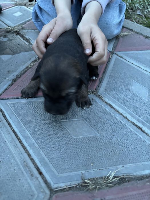 Отдам щенков немоцкой овчарки