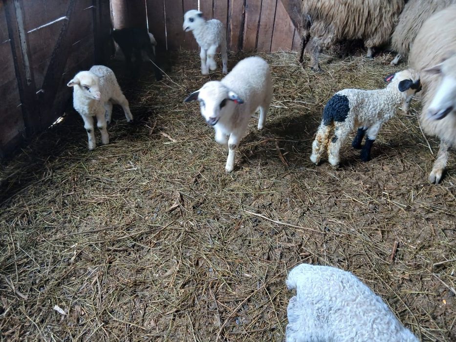 Oi cu miei de vanzare