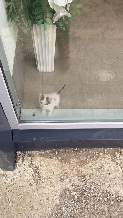 Отдам котика в добрые руки