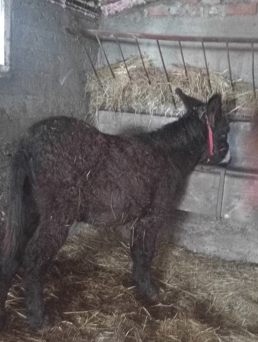 Vand un magar de 2 ani