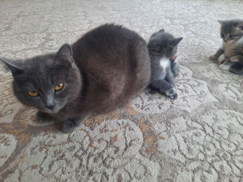 Котята в добрые руки!