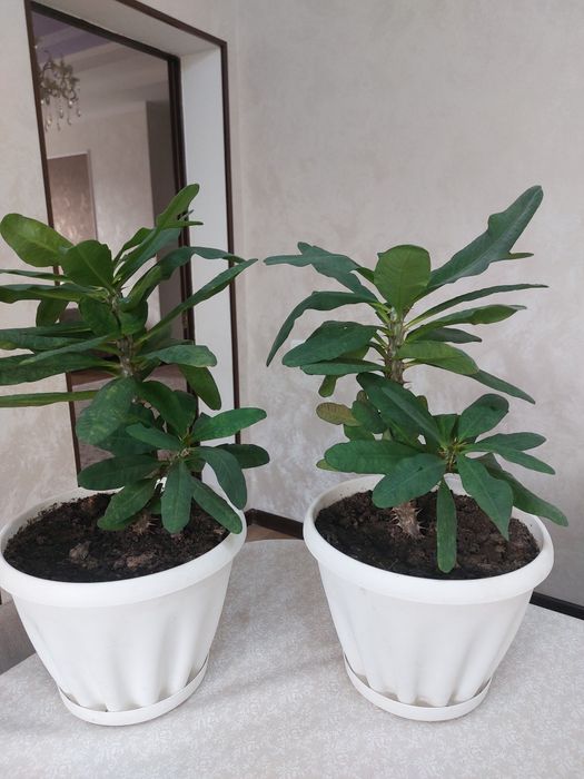 Комнатные растения