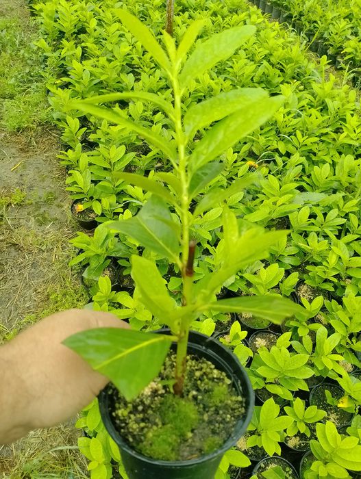 Лавровишна жив плет новита и кавказика 4лв