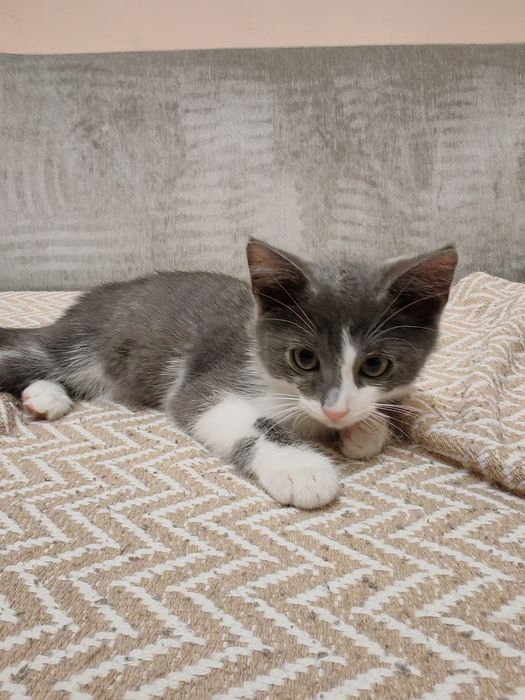 Котёнок, бесплатно