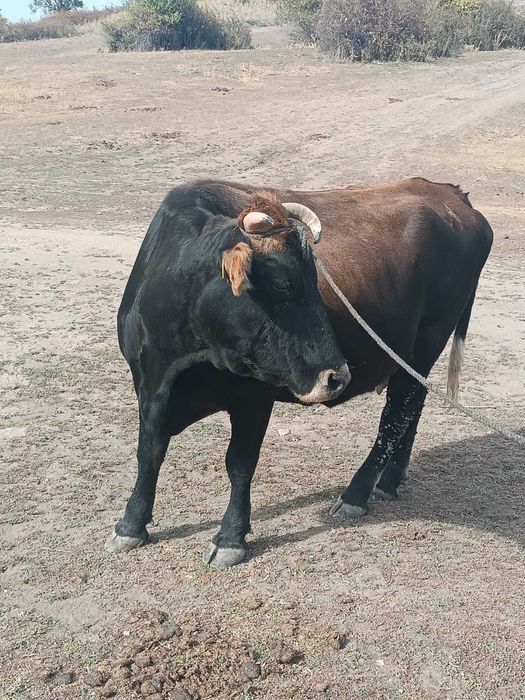 Продам корову.           .