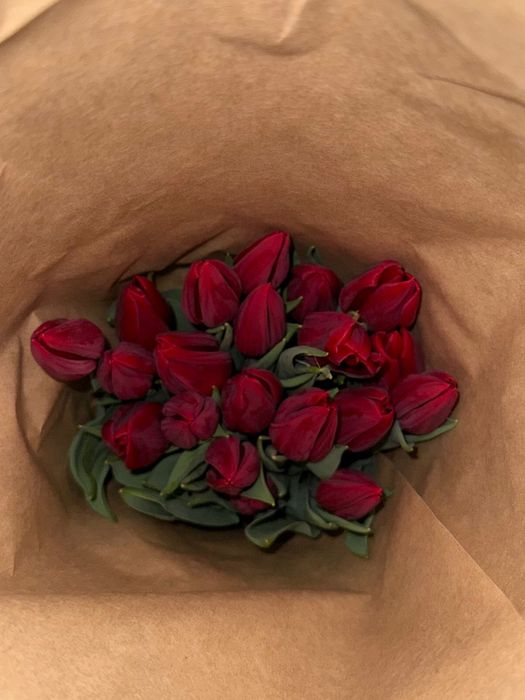 Тюльпаны голландские