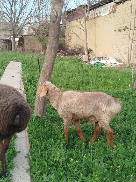 Sariq xisori quchqor sotilade