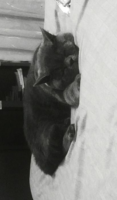 Barsik Oʻgʻil bola Sogʻlom pasporti bor zotdor emlangan Sotiladi ham