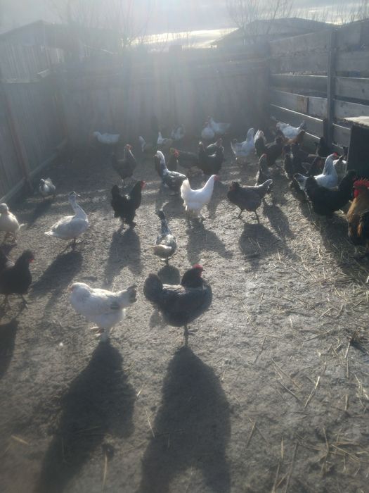 ,Găini,Rațe,Găște