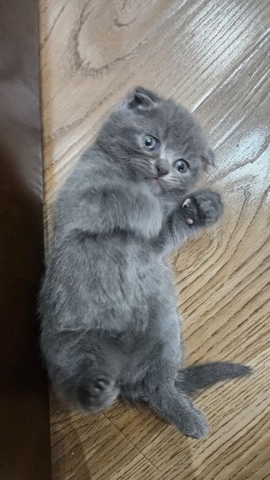 Scottish fold мальчик 2 месяц