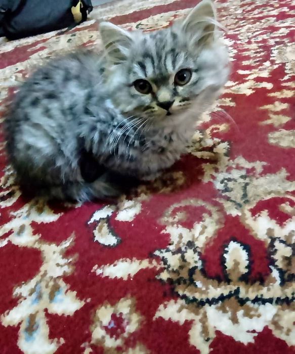 Продаются породистые котята