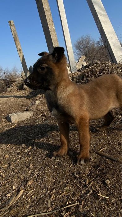 Белгиская окарачка