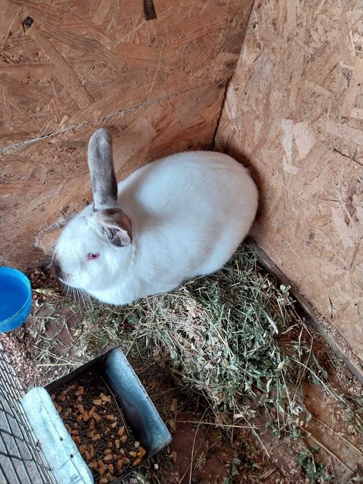 Vand iepuroi californian corcit cu urias de transilvania