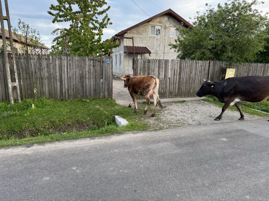 Baltata romaneasca Vaca