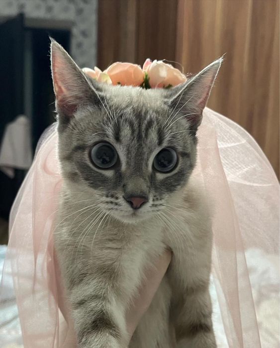 Отдам кошку в добрые руки!