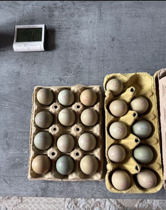 Ouă fazan comun si tenebros