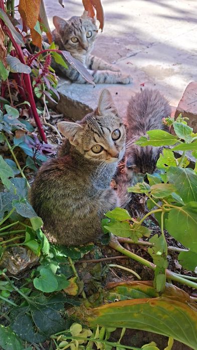 Pisici spre adoptie