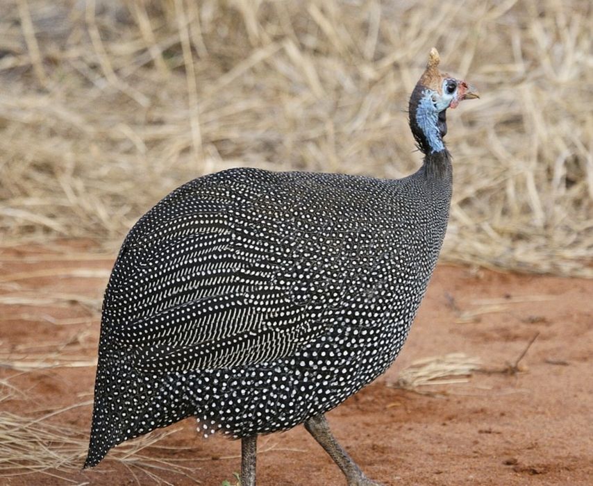 Инкубационное яйцо Цесарка импорт Франция.