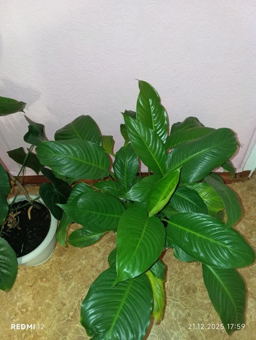 Продам цветы комнатные