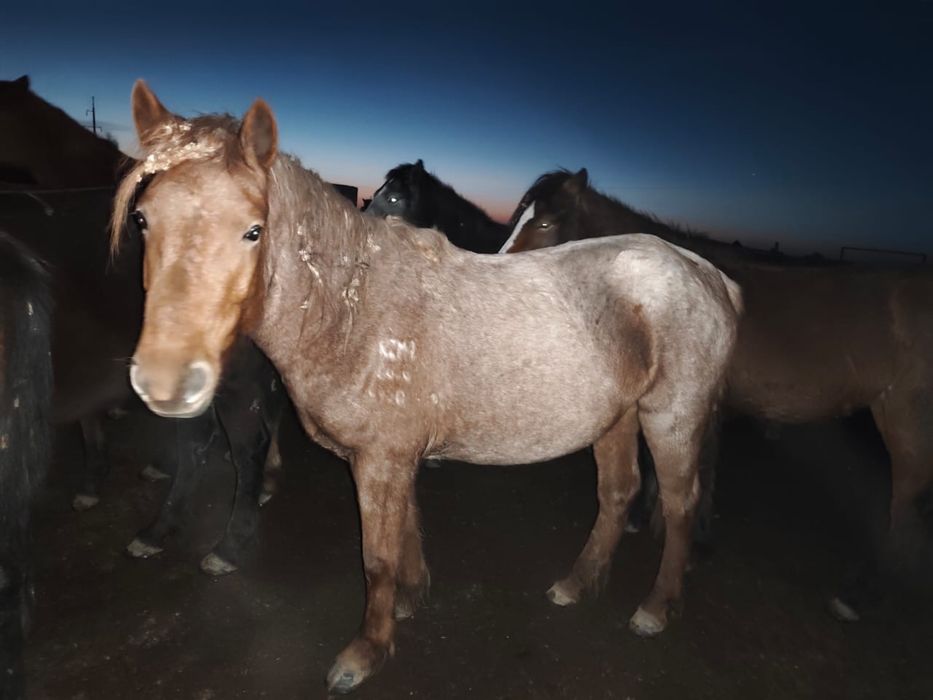 Продам лошадей оптом