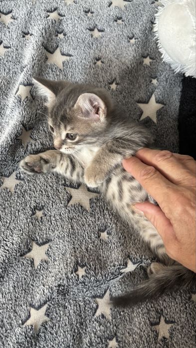 Котята мальчики и девочка. 30го будет 2 месяца.