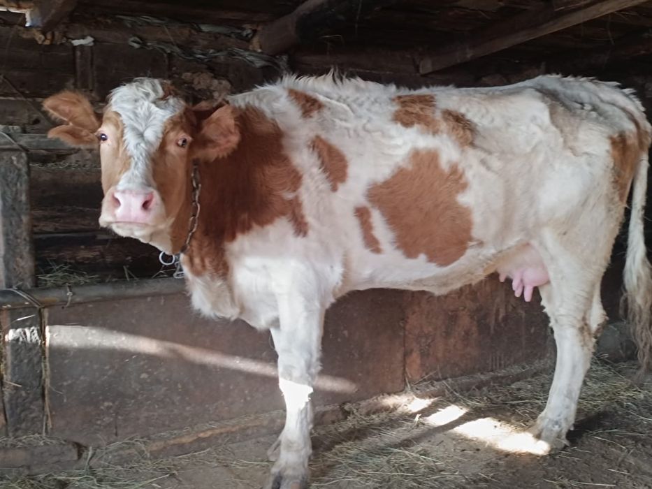 Продам корову с теленком