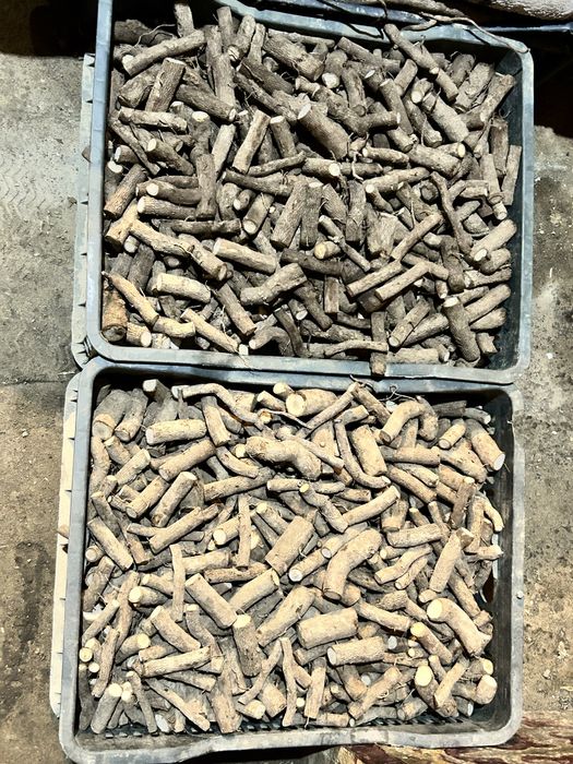 Павдовния тамыры, черенки