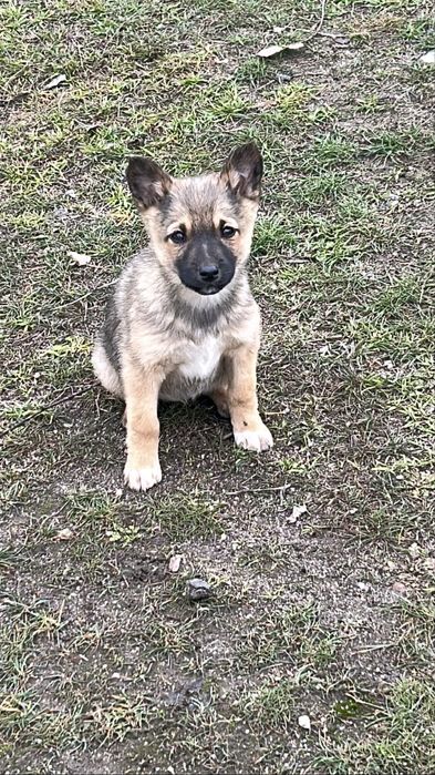 күшіктер,щенки в добрые руки