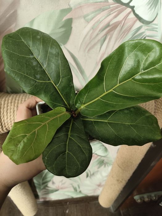 Комнатные растения