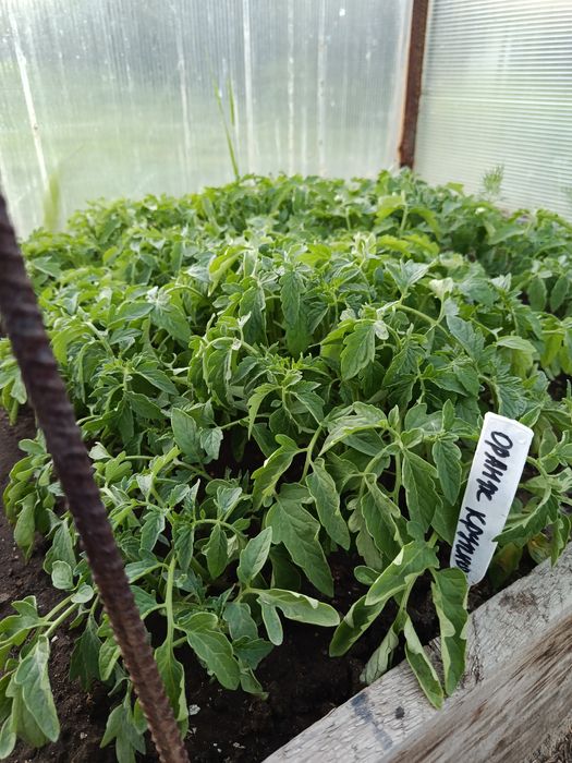 Продам Рассада помидор