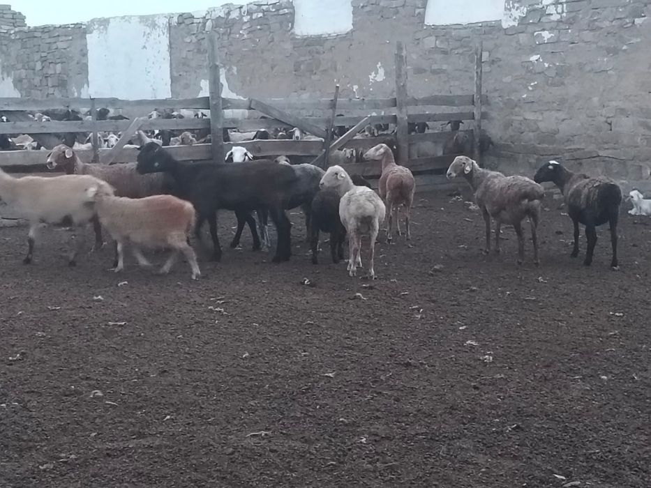 Продам Баранов оптом всех