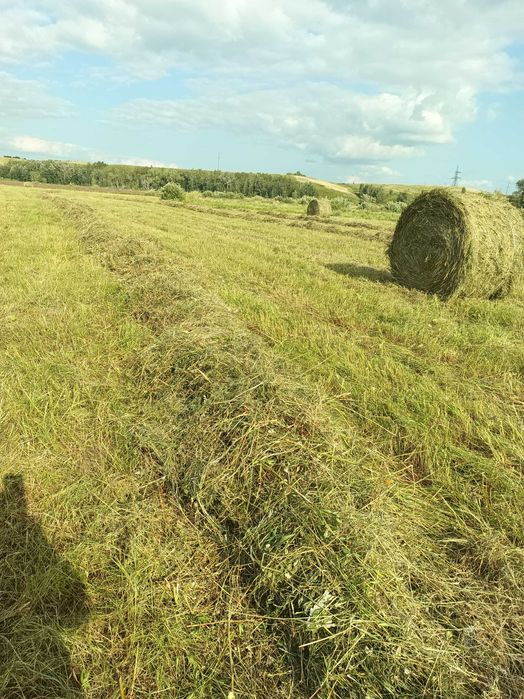 Продам сено  в рулонах