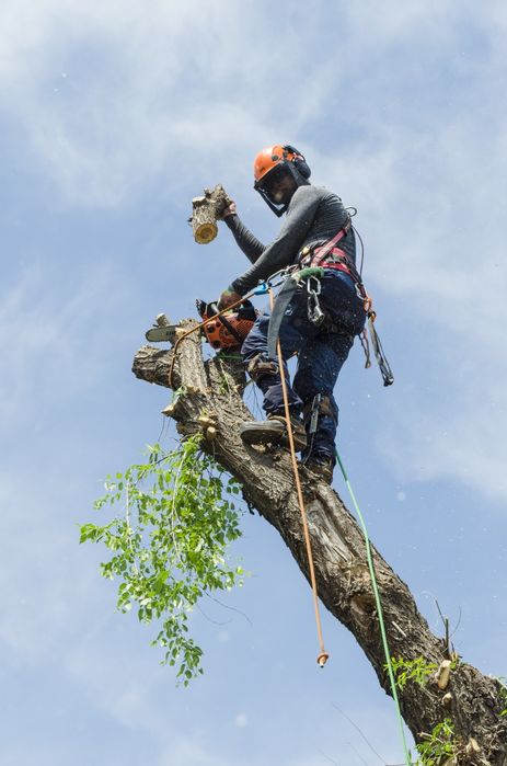 Спил, обрезка деревьев, арборист