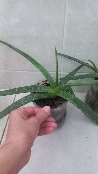 Алое лечебный алое