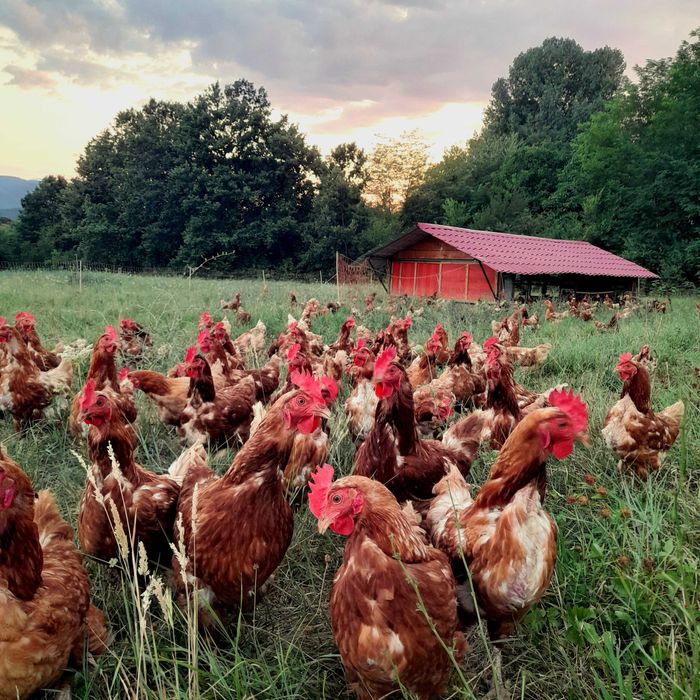 Кокошки носачки свободно отглеждани